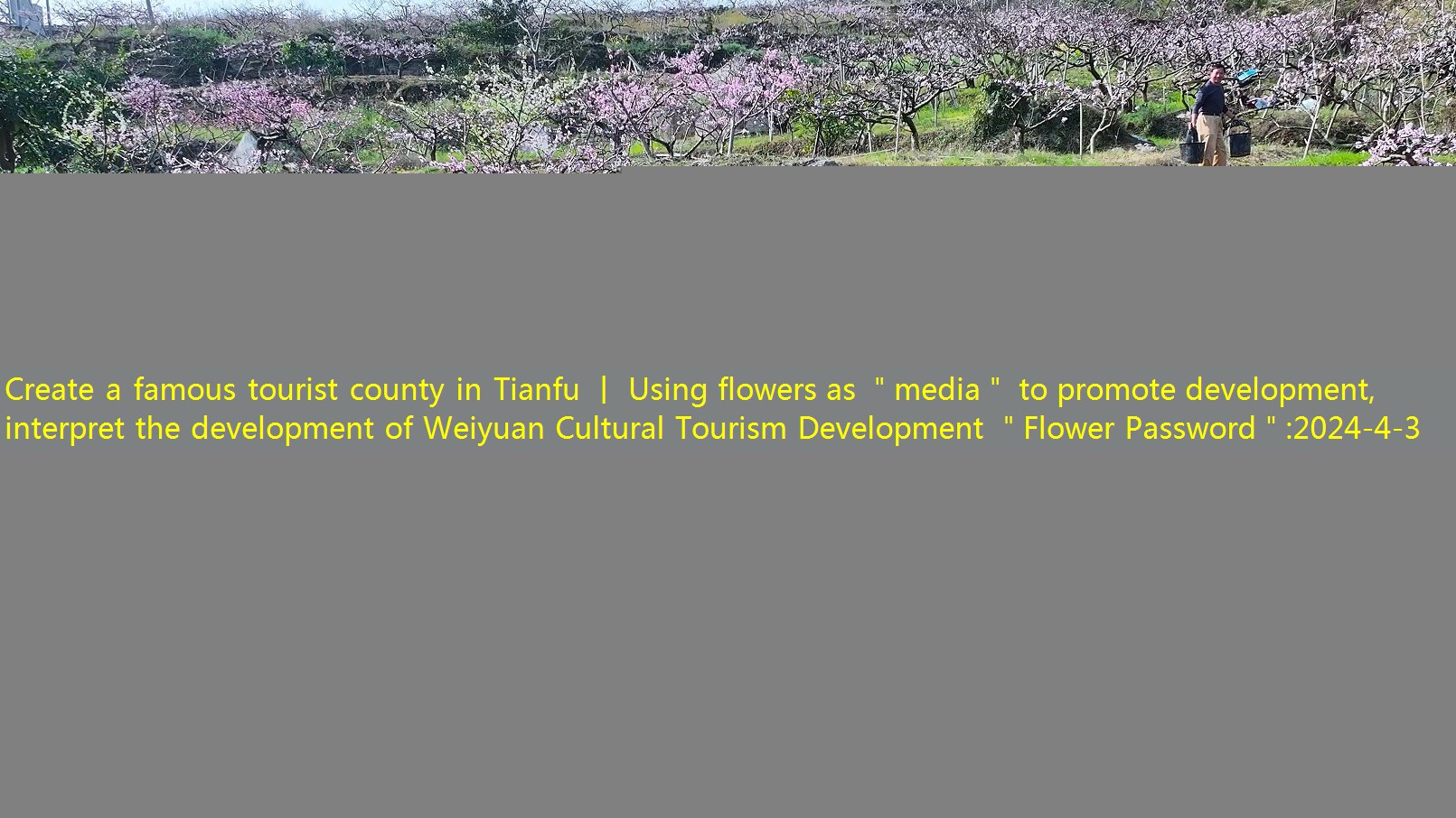 Create a famous tourist county in Tianfu 丨 Using flowers as ＂media＂ to promote development, interpret the development of Weiyuan Cultural Tourism Development ＂Flower Password＂